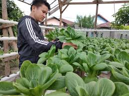 Peningkatan di atas 10% yaitu pakcoy. Infopublik Panen Sayur Sawi Sendok Pakcoy