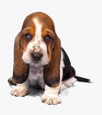Dog coloring pages are a fun way for kids of all ages, adults to develop creativity, concentration, fine motor skills, and color recognition. Basset Hound Png Transparent Images Tri Color Basset Hound Puppy Png Download Kindpng