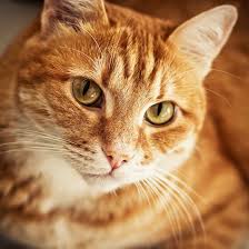 Black And White Orange Cat Chip By Alexander Mullin 500px Orange Tabby Cats Tabby Cat Names Orange Cats