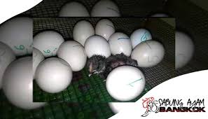 Telur ayam kampung dipercaya masyarakat umum sebagai penambah stamina dan meningkatkan. Ciri Ciri Telur Ayam Bangkok Menurut Pengalaman Sendiri