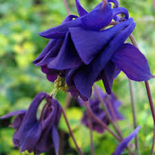 Where To Get Perennial Seeds Perennial Gardening