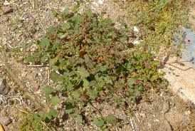 Image result for Boerhavia coccinea