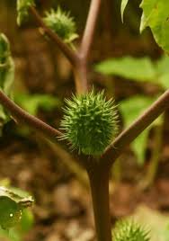 Image result for Datura stramonium
