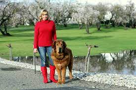 Guide To California Service Dog Laws Superdog Service Dogs