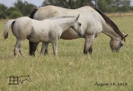 Image result for Medium Buckskin 1989 Colt