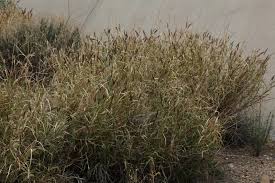 Image result for Cenchrus ciliaris