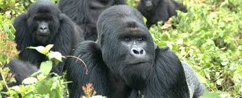 How strong is a silverback gorilla. How Strong Is A Silverback Gorilla Gorilla Trekking Uganda From Kigali