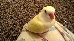 Creamino Lovebird 35 Images Creamino Black Lovebird Cage 8 Store Joven Creamino Lovebirds Agapornis Roseicollis Flickr Bird Pictures