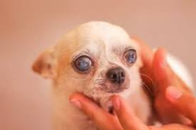 Cataract surgeries are performed frequently and are done to remove the cataract from your eye all together. Cataracts In Dogs What You Should Know Cordova Vet Memphis Vet Specialists