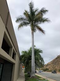 Image result for Roystonea