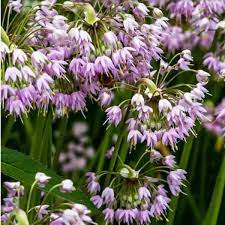 Check spelling or type a new query. Missouri Native Plants Sugar Creek Gardens
