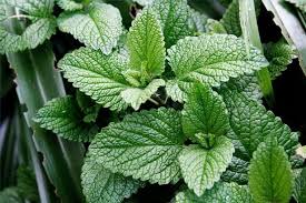 How To Make Mint Oil Ehow Mint Plants Mint Oil Herbs