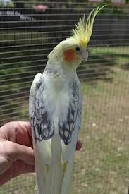 cockatiel colour genetics wikipedia