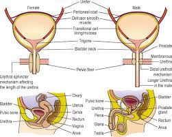 Basic Structure Function And Control Of The Lower Urinary Tract Abdominal Key