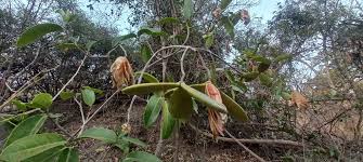 Image result for Hippocratea longipetiolata