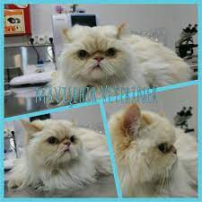 kutlu mavisehirveteriner adli kullanicinin mavisehir veteriner klinik dostlarimiz panosundaki pin hayvan veterinerler