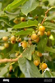 Image result for Ebenaceae