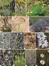 Image result for Phymaspermum