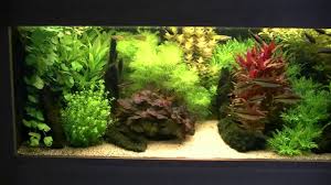 Dutch Style Aquarium Fish Tank Aquarium Fish Tank Fish Tank Aquarium
