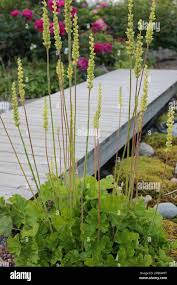 Image result for Heuchera cylindrica Greenfinch