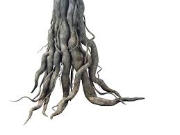 Game Model Kashayana Buddha Forest Big Tree Root Tree Roots Big Tree Model