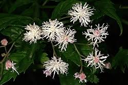 Image result for Vernonia wollastonii