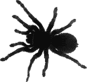 This spider causes tissue death with its venom. Wichita Spider Control Spider Exterminators Ks