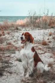 Image result for irský červenobílý setr