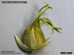 Image result for Heisteria