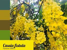Cassia Imperial Cassia Fistula Pantone 3945 C Acacia Amarela Plantas Plantio