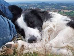 Sweet Dreams Barney By Meg Price Via Flickr Border Collie Dog Dogs Border Collie