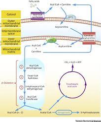 Fatty Acid Oxidation In Cell Fate Determination Trends In Biochemical Sciences