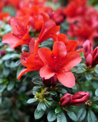 Maybe you would like to learn more about one of these? 25 Best Red Flowers For Gardens Red Perennials And Annuals