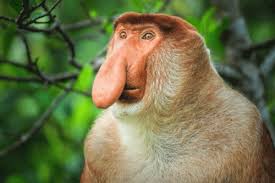 Tapi coba anda bandingkan strukturnya. Indonesia Go Id Bekantan Si Hidung Besar Nan Mempesona