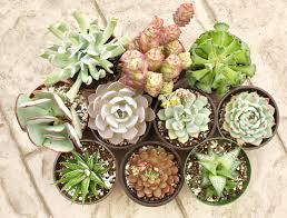Can tolerate a wide range of lighting conditions from shady to full sun. Easy Succulents To Grow Learn All About Succulents