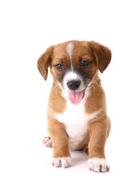 Conseils Pratiques Pour L Alimentation Du Chiot Wanimoveto
