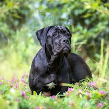 This is our two year old 150lb cane corso that thinks he is still 8 weeks old ! Cane Corso Full Profile History And Care