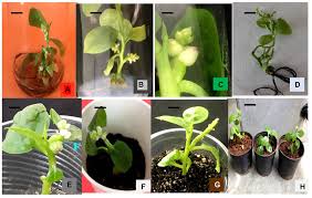 Image result for Basella paniculata