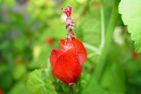 What flowers do hummingbirds love? Plant A Hummingbird Garden Using The Watersaver Landscape Coupon Garden Style San Antonio