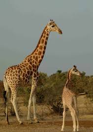 Annual Report 2016-17