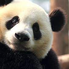 Coolest Up Close Animal Encounters Panda Bear Baby Panda Bears Cute Baby Animals