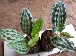 Beberapa jenis tanaman hias bunga yang termasuk dalam jajaran tanaman hias yang sedang populer 2021 adalah dari keluarga calathea, tanaman hias kekinian yang paling diburu adalah jenis calathea cynthia. Jual Jual Tanaman Hias Kencur Bunga Merak Calathea Kencur Bunga Bunga Kencur Di Lapak Agen Biji Rumput Bukalapak