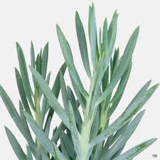 Image result for Senecio forbesii