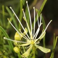 Image result for Maerua nervosa