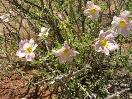 Image result for Rhigozum