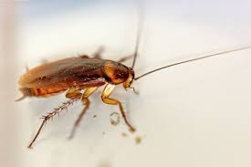 Glaucoma in cats is a serious condition that needs to be treated. Allergens From Cats And Cockroaches May Increase Glaucoma Risk Wsj