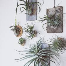 セリア エアプランツのおしゃれなアレンジ・飾り方のインテリア実例 ｜ RoomClip（ルームクリップ）