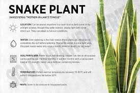 Snake Plant Sansevieria Care Card 1000 In 2020 Snake Plant Indoor Plant Care Snake Plant Care