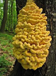 Chicken Of The Woods Laetiporus Sulphureus Bull Murrill By Vladimir Mikula Stuffed Mushrooms Edible Mushrooms Growing Mushrooms