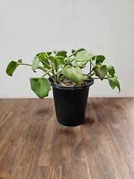 Image result for Senecio oxyriifolius